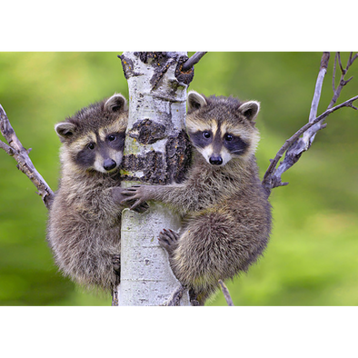 Raccoon Kits - 3D Lenticular Postcard Greeting Card