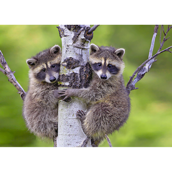 Raccoon Kits - 3D Lenticular Postcard Greeting Card