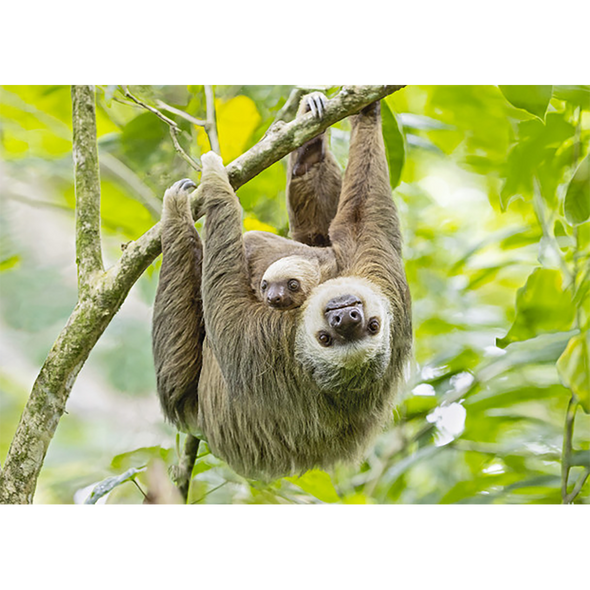 Two-toed Sloth - 3D Lenticular Postcard Greeting Card