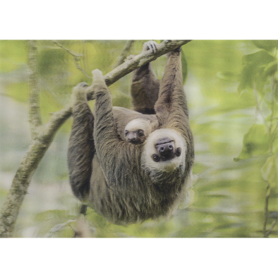 Two-toed Sloth - 3D Lenticular Postcard Greeting Card- NEW