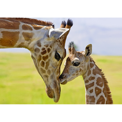 Rothschild Giraffe - 3D Lenticular Postcard Greeting Card