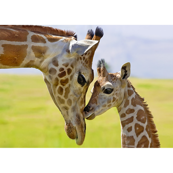 Rothschild Giraffe - 3D Magnet for Refrigerator, Whiteboard, Locker