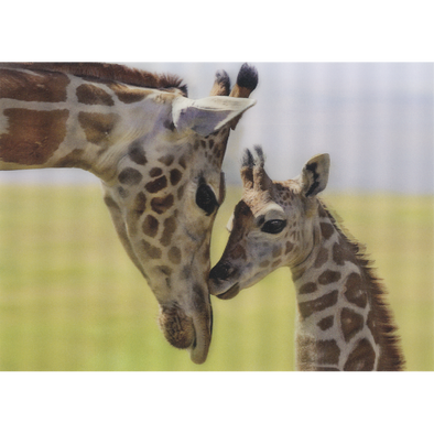 Rothschild Giraffe - 3D Lenticular Postcard Greeting Card- NEW