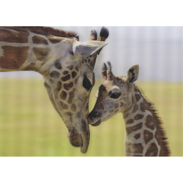 Rothschild Giraffe - 3D Lenticular Postcard Greeting Card- NEW