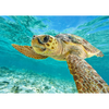 Turtles - 3 different 3D Magnets Popular Combo for Savings
