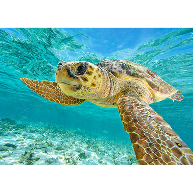 Loggerhead Sea Turtle - 3D Lenticular Postcard Greeting Card