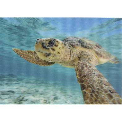 Loggerhead Sea Turtle - 3D Lenticular Postcard Greeting Card- NEW