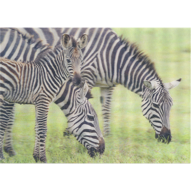 Zebras and foal - 3D Lenticular Postcard Greeting Card- NEW