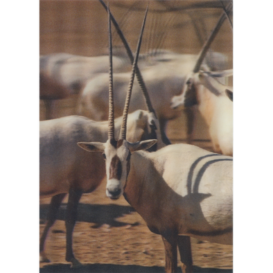 Arabian oryx - 3D Lenticular Postcard Greeting Card- NEW