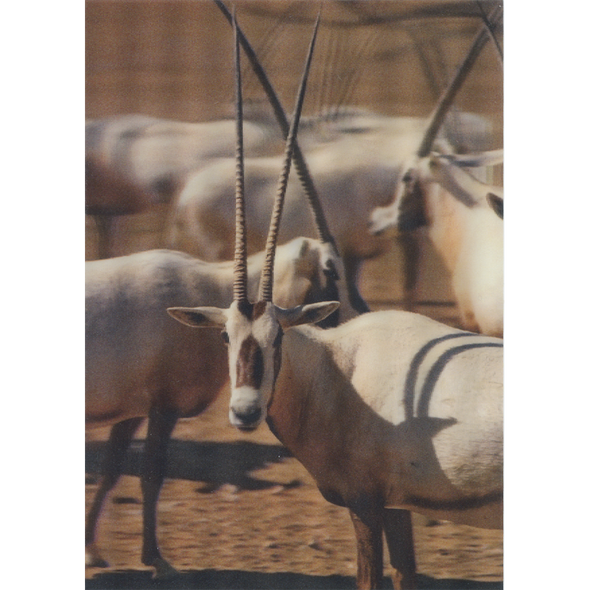 Arabian oryx - 3D Lenticular Postcard Greeting Card- NEW