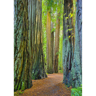 Coast Redwoods 3 - 3D Lenticular Postcard Greeting Card