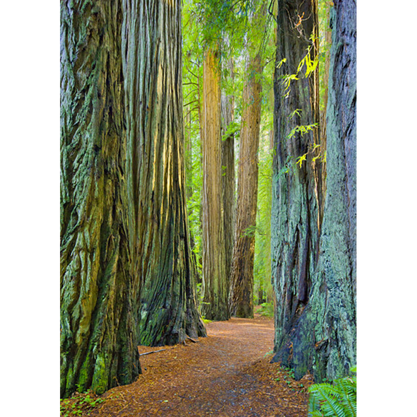 Coast Redwoods 3 - 3D Lenticular Postcard Greeting Card