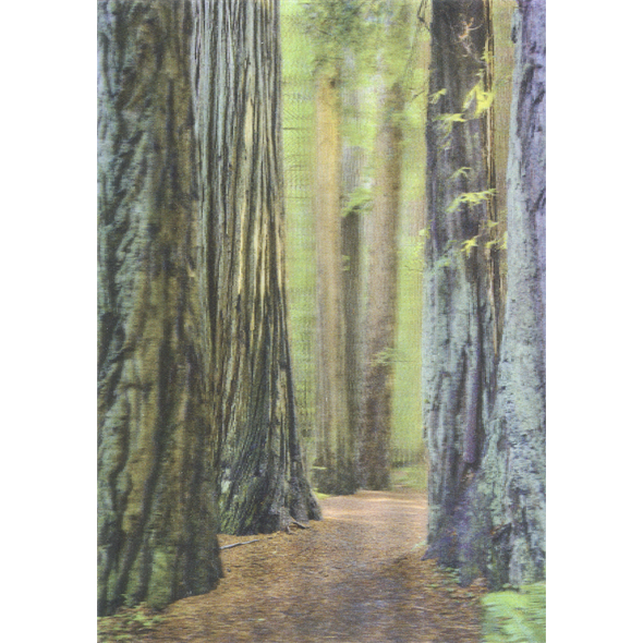 Coast Redwoods 3 - 3D Lenticular Postcard Greeting Card- NEW