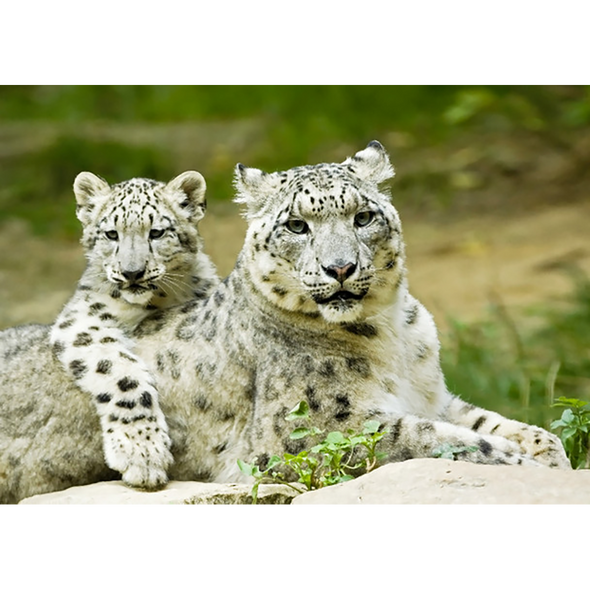 Snow leopard - 3D Lenticular Postcard Greeting Card