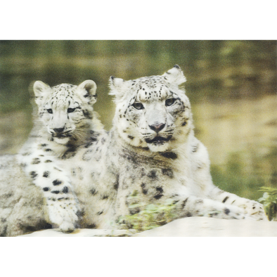 Snow leopard - 3D Lenticular Postcard Greeting Card- NEW