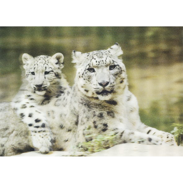 Snow leopard - 3D Lenticular Postcard Greeting Card- NEW