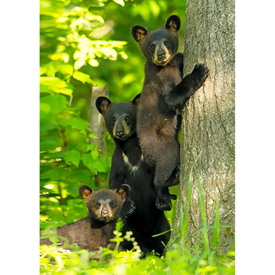 Black bear 3 - 3D Lenticular Postcard Greeting Card