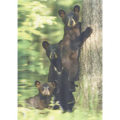 Black bear 3 - 3D Lenticular Postcard Greeting Card- NEW