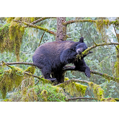 Black Bear Sleeping - 3D Lenticular Postcard Greeting Card