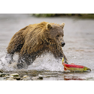 Grizzly Bear Chasing Salmon - 3D Lenticular Postcard Greeting Card