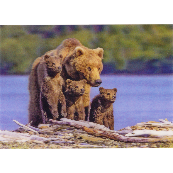 Brown Bear with Triplets - 3D Lenticular Postcard Greeting Card - NEW