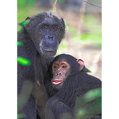 Chimpanzee and Youngster - 3D Lenticular Postcard Greeting Card - NEW