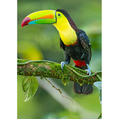 Toucan - 3D Lenticular Postcard Greeting Card - NEW