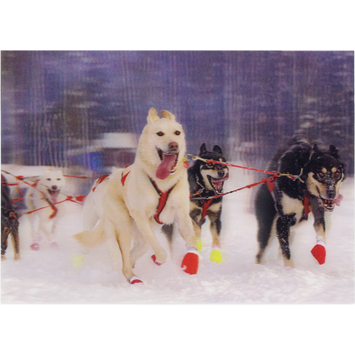 Sled Dogs 2 - 3D Lenticular Postcard Greeting Card - NEW