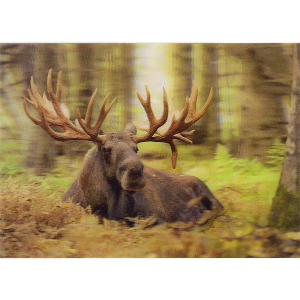 Bull Moose resting - 3D Lenticular Postcard Greeting Card - NEW