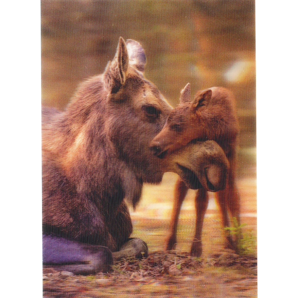 Moose and calf 2 - 3D Lenticular Postcard Greeting Card - NEW