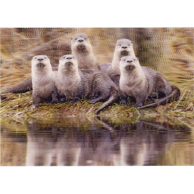 River Otter romp - 3D Lenticular Postcard Greeting Card - NEW