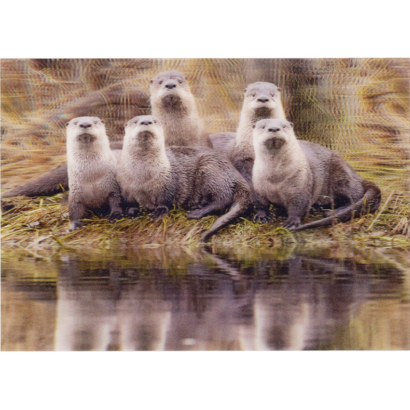 River Otter romp - 3D Lenticular Postcard Greeting Card - NEW