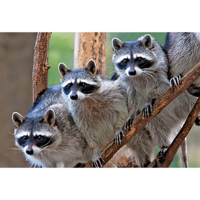 Raccoons - 3D Magnet for Refrigerator, Whiteboard, Locker