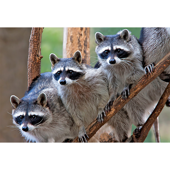 Raccoons - 3D Magnet for Refrigerator, Whiteboard, Locker