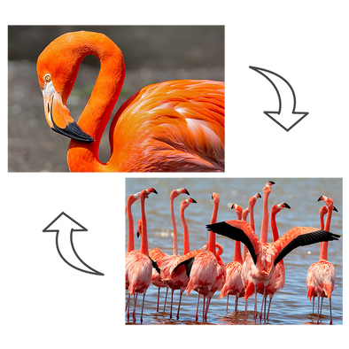 Flamingo - 2 Image - 3D Magnet for Refrigerator, Whiteboard, Locker