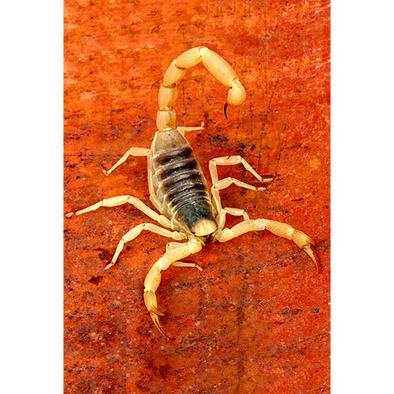 Venomous Arizona Bark Scorpion - 3D Magnet for Refrigerator, Whiteboard, Locker