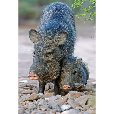 Javelina - 3D Magnet for Refrigerator, Whiteboard, Locker