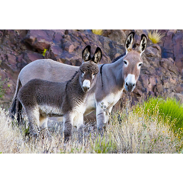 Burro Jenny and Foal - 3D Magnet for Refrigerator, Whiteboard, Locker