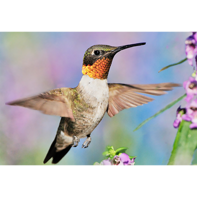 Ruby-throated Hummingbird - 3D Magnet for Refrigerator, Whiteboard, Locker