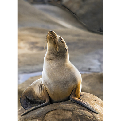 California Sea Lion - 3D Lenticular Postcard Greeting Card - NEW