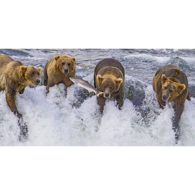 Grizzly Bears Fishing - 3D Lenticular Oversize-Postcard Greeting Card - NEW