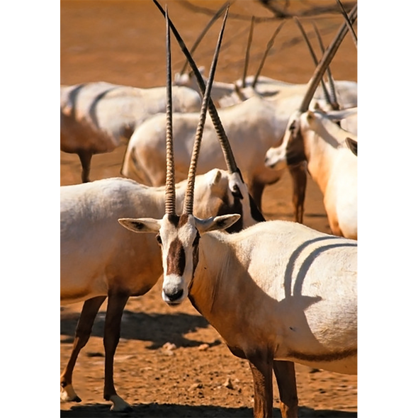 Arabian oryx - 3D Lenticular Postcard Greeting Card- NEW