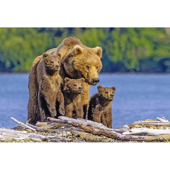 Brown Bear with Triplets - 3D Lenticular Postcard Greeting Card - NEW
