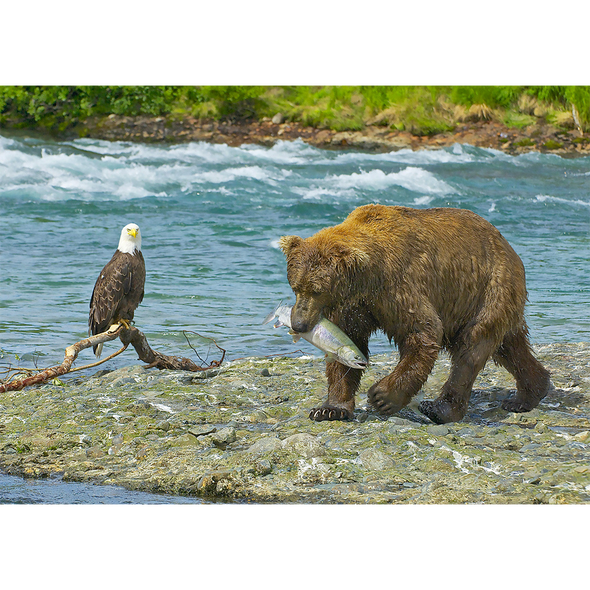 Brown Bear, Salmon and Eagle - 3D Lenticular Postcard Greeting Card - NEW