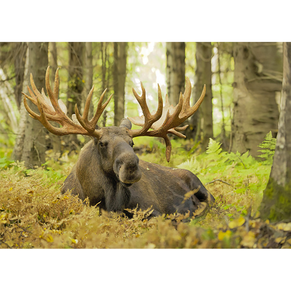 Bull Moose resting - 3D Lenticular Postcard Greeting Card - NEW