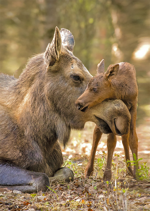 Moose and calf 2 - 3D Lenticular Postcard Greeting Card - NEW