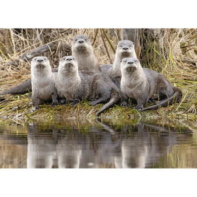 River Otter romp - 3D Lenticular Postcard Greeting Card - NEW