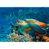 Turtles - 3 different 3D Magnets Popular Combo for Savings