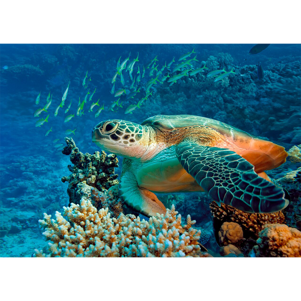 Turtles - 3 different 3D Magnets Popular Combo for Savings