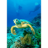 Turtles - 3 different 3D Magnets Popular Combo for Savings